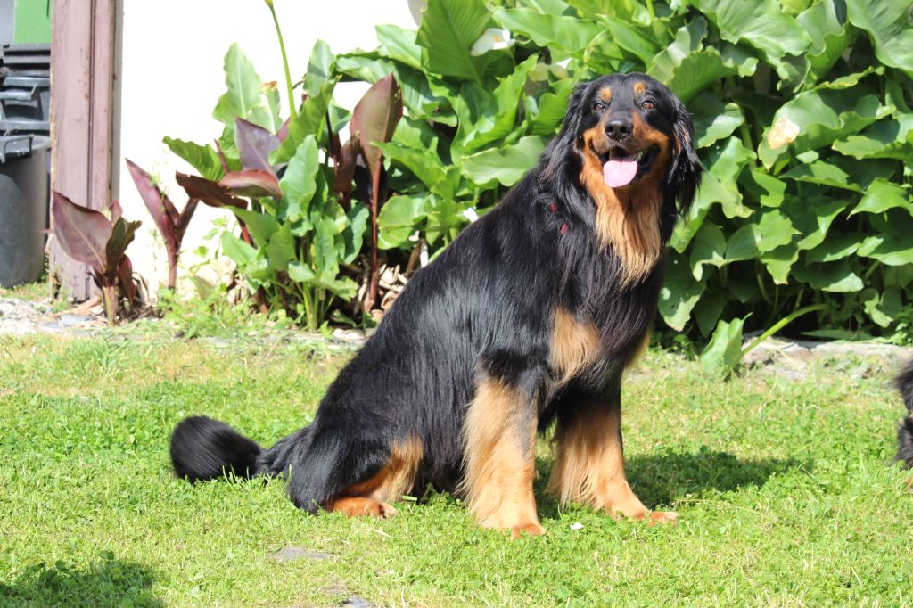 CH. Sunny Des trois petits diables