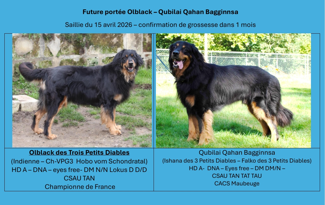 Saillie Olblack - Qubilai