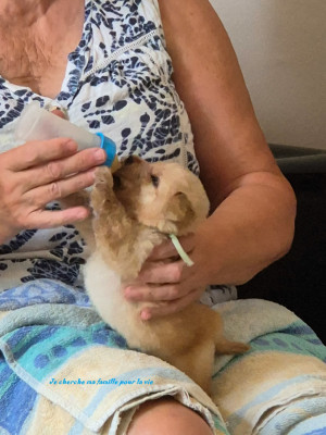 chiot 1